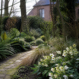 Schaduwrijk tuinpad in de winter met bloeiende kerstrozen
