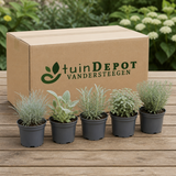 TuinDepot-verpakking met de 5 planten van het Zilveren Droogtebed