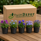 TuinDepot-verpakking met de 5 planten van de Blauwe Oase