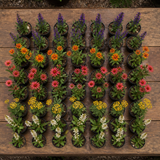 60 kwekerspotten met vijf soorten cottageplanten, klaar om te planten