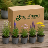 TuinDepot-verpakking met de 5 planten van de Moderne Cottageborder