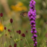 Close-up van prachtscharte en pimpernel met een vlinder
