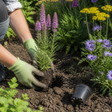 Wildstauden planten in een zonnige border