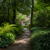 Schaduwrijk tuinpad met een weelderige jungleborder