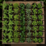 60 kwekerspotten met vijf schaduwplanten, klaar om te planten