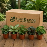 TuinDepot-verpakking met de 5 planten van de Schaduwjungle