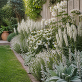 Witte tuin met witte salie, wolkruid en witte zonnehoed