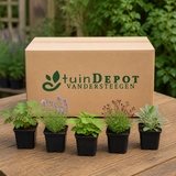 TuinDepot-verpakking met de 5 planten van de Cottagetuin Droom