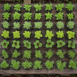 60 kwekerspotten met vijf laatbloeiende planten, klaar om te planten