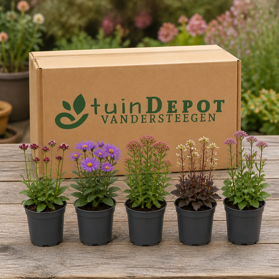 TuinDepot-verpakking met de 5 planten van Herfstglans