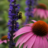 Close-up van een hommel op steppensalie naast zonnehoed