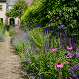 Tuinpad omzoomd met een bijenvriendelijke border