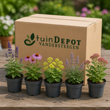 TuinDepot-verpakking met de 5 planten van het Bijenbuffet