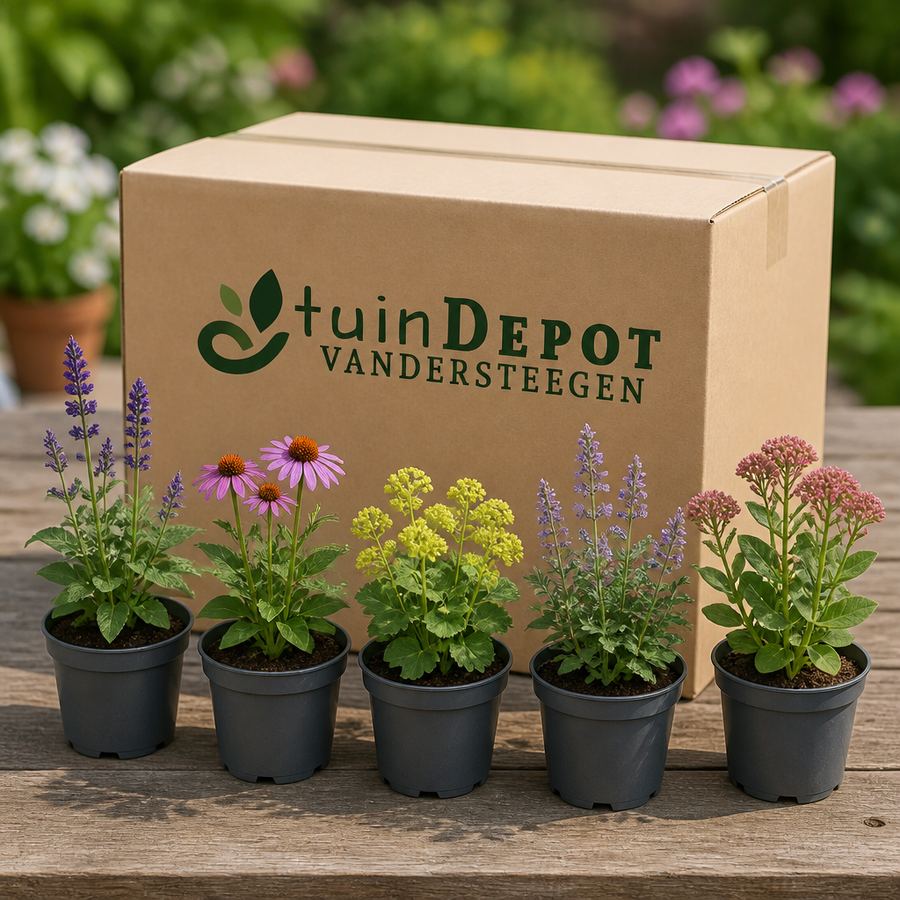 TuinDepot-verpakking met de 5 planten van het Bijenbuffet