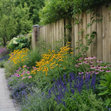 Tuinschutting omzoomd door een gouden zonnige border