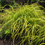 Zegge Carex oshimensis Evergold in close-up