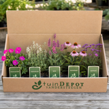 TuinDepot-verpakking met de 5 planten van de Rossini-border