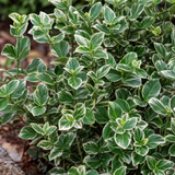 Kardinaalsmuts Euonymus fortunei Emerald Gaiety in close-up