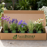 TuinDepot-verpakking met de 5 planten van de Rameau-border