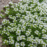 Kruiptijm Thymus praecox Albiflorus in close-up
