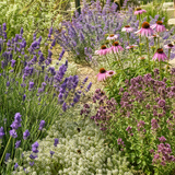 Geurende zonnige border met lavendel, kruiptijm, marjolein, kattenkruid en zonnehoed