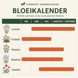 Bloeikalender Verdi border