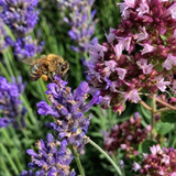 Close-up van een bij op lavendel en marjolein