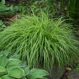 Zegge Carex oshimensis Evergreen in close-up