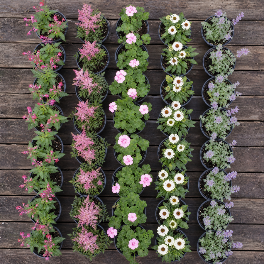 60 kwekerspotten met vijf soorten jonge planten, klaar om te planten