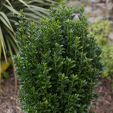 Kardinaalsmuts Euonymus japonicus Green Spire in close-up