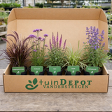 TuinDepot-verpakking met de 5 planten van de Bizet-border