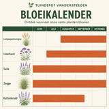 Bloeikalender Bizet border
