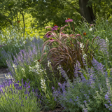 Zonnige halfschaduw-prairieborder met lavendel, lampenpoetsersgras, zonnehoed, salie en kattenkruid