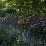 Prairieborder in gedapperd zonlicht onder lichte boomschaduw