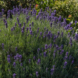Lavendel Lavandula angustifolia Munstead in close-up