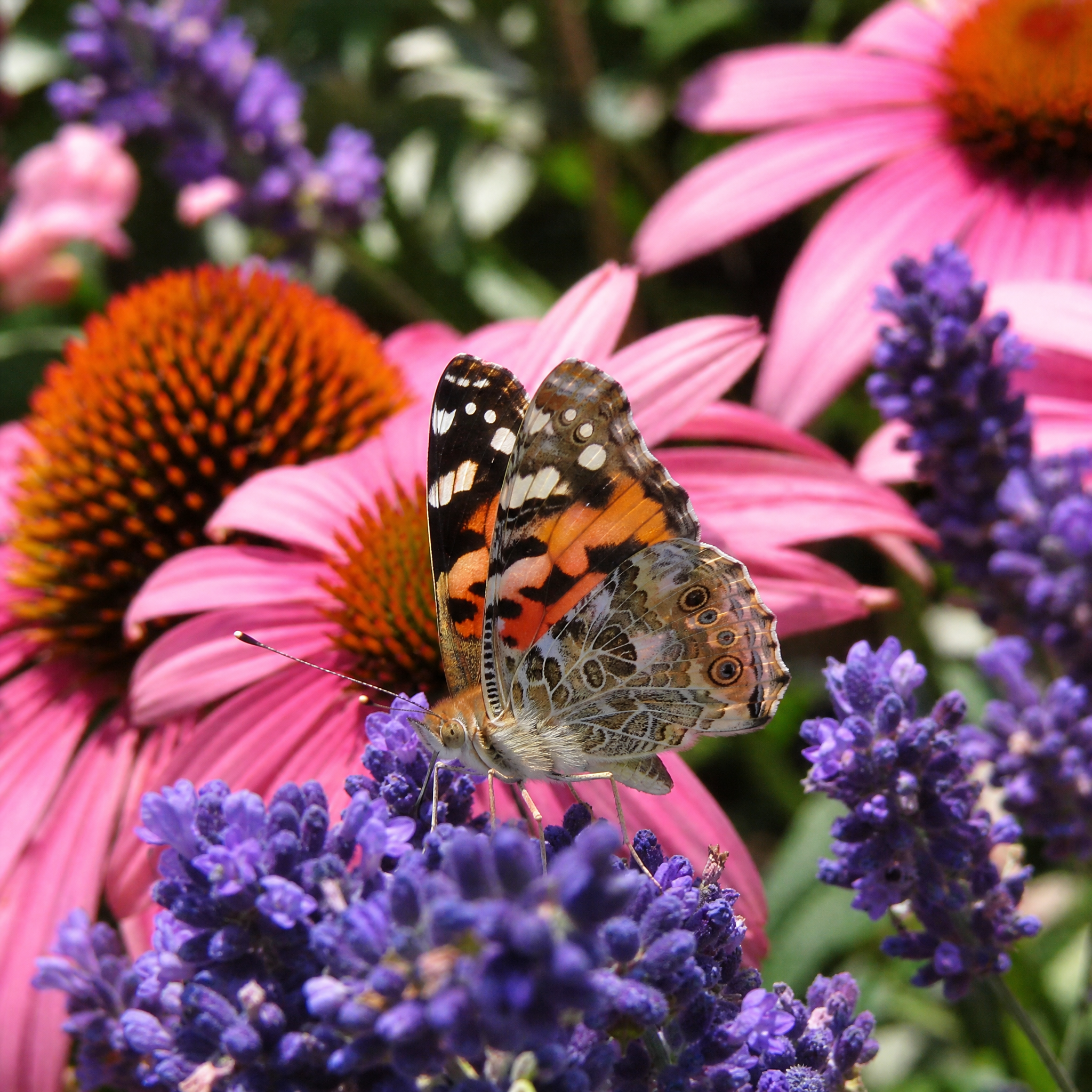 Close-up van een vlinder op lavendel