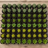 60 kwekerspotten met vijf soorten jonge planten, klaar om te planten