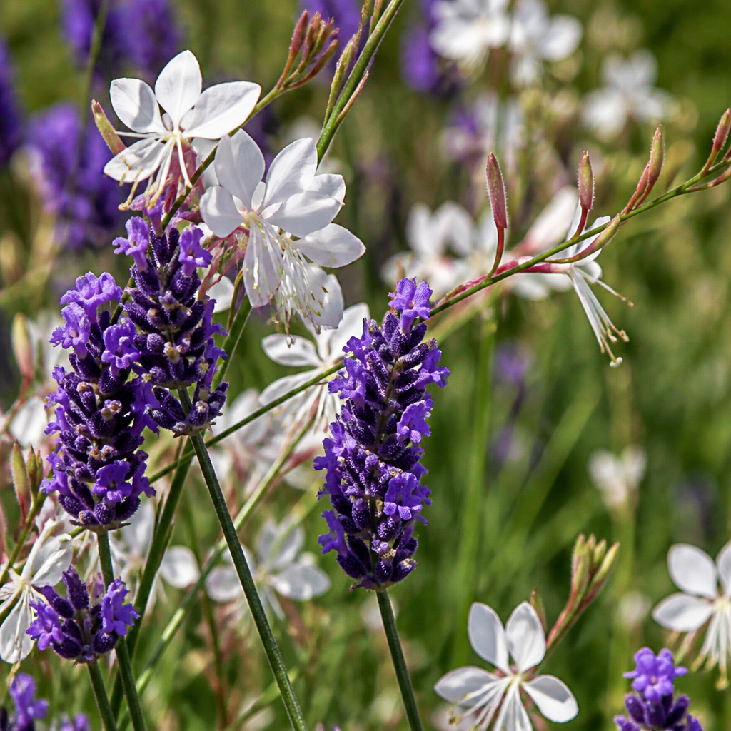 Close-up van lavendel en prachtkaars