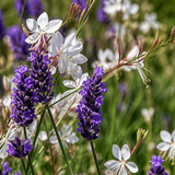 Close-up van lavendel en prachtkaars
