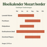 Bloeikalender Mozart border