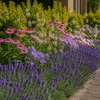 Zonnige structuurborder met lavendel, zonnehoed, prachtkaars, klokjesbloem en bonte kardinaalsmuts