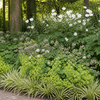 Weelderige bosrandborder met vrouwenmantel, ooievaarsbek, bonte zegge, Zeeuws knoopje en herfstanemoon