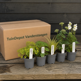 TuinDepot-verpakking met de 5 planten van de Grieg-border