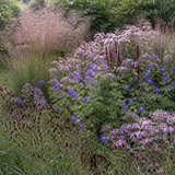 Gelaagde prairieborder in halfschaduw met diamantgras, duizendknoop, herfstaster, ooievaarsbek en pimpernel