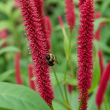 Donkerrode duizendknoop met hommel in close-up
