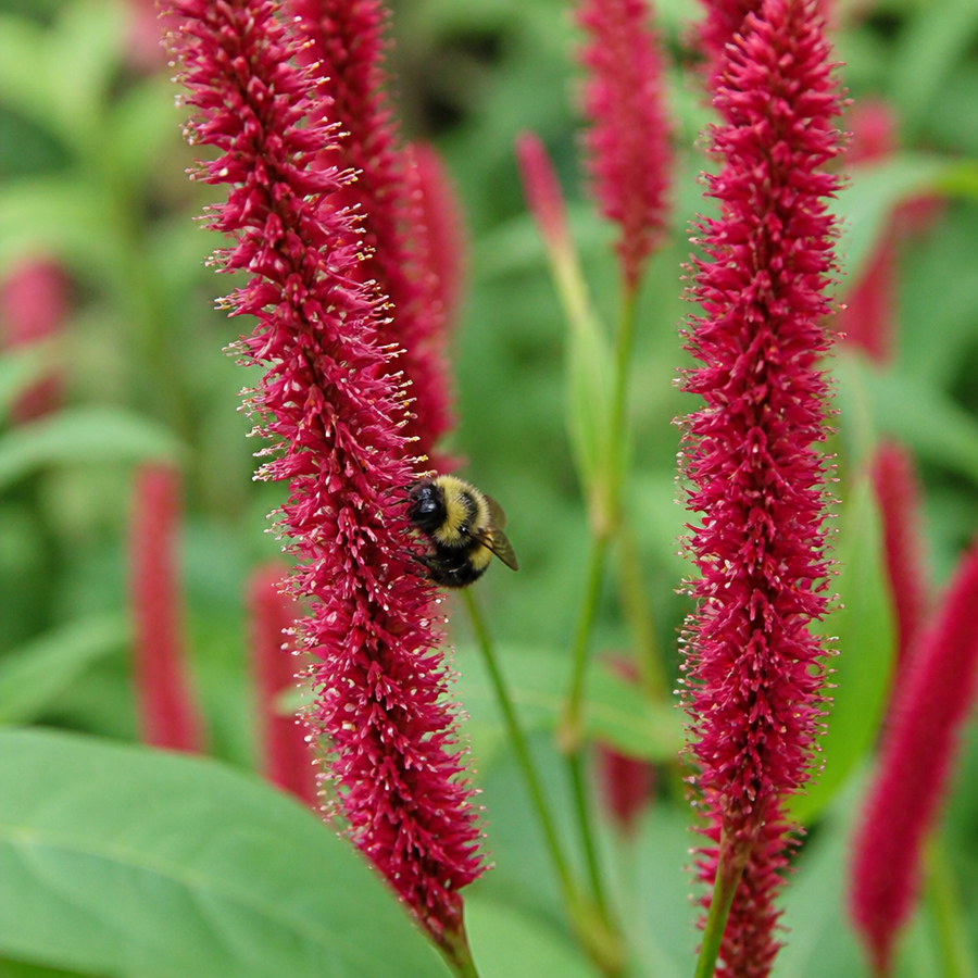Donkerrode duizendknoop met hommel in close-up