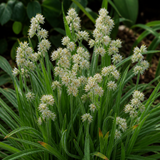 Witte veldbies Luzula nivea in close-up