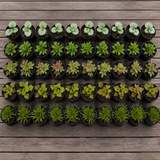 60 kwekerspotten met vijf soorten jonge planten, klaar om te planten