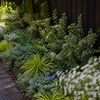 Lichtgevende bonte schaduwborder met kardinaalsmuts, maagdenpalm, klimop, zegge en herfstaster
