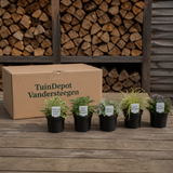 TuinDepot-verpakking met de 5 planten van de Beethoven-border